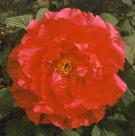 [Click To See A Larger Version Of The Picture]