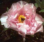 [Click To See A Larger Version Of The Picture]